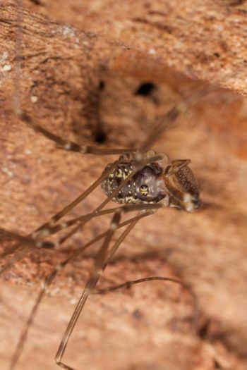 Media type: image; Invertebrate Zoology 29238